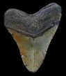 Megalodon Tooth - North Carolina #36232-2